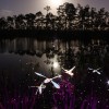 Dragonflies #5 by Light Painting Artist Jason D. Page