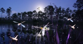 Dragonflies-4