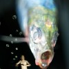 Light Painting Lens Swap James Deluna-Fish